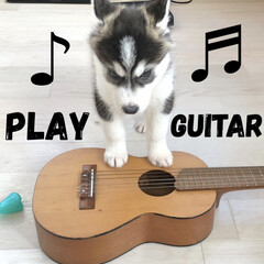 音楽/ギター/子犬/シベリアンハスキー/大型犬/ペット/... 生後2ヶ月の頃‥
よくギターで遊んでまし…(1枚目)
