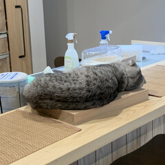 カウンターキッチン/にゃんこ/キッチン まるでまな板の上の猫😆
台所に立つと必ず…(1枚目)