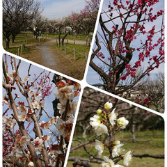 フォロー大歓迎/春/梅林/おでかけ/ピンク 近所の梅林公園へお散歩🌺
山さんの写真に…(2枚目)