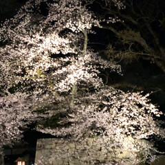 夜桜 彦根城の夜桜を見に行きました
すごく綺麗…(5枚目)