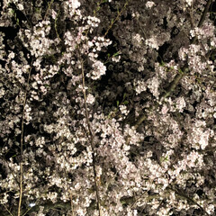 夜桜 彦根城の夜桜を見に行きました
すごく綺麗…(6枚目)