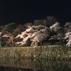 夜桜 彦根城の夜桜を見に行きました
すごく綺麗…(9枚目)