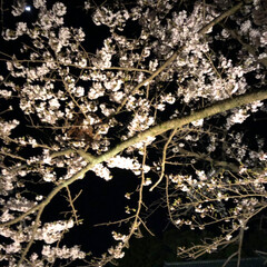 夜桜 彦根城の夜桜を見に行きました
すごく綺麗…(1枚目)