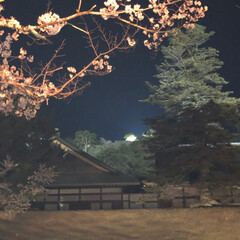 夜桜 彦根城の夜桜を見に行きました
すごく綺麗…(7枚目)