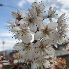 春のフォト投稿キャンペーン/はじめてフォト投稿 家の庭に毎年咲いている花です(4枚目)