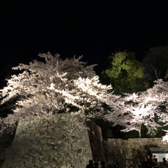 夜桜 彦根城の夜桜を見に行きました
すごく綺麗…(4枚目)