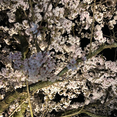 夜桜 彦根城の夜桜を見に行きました
すごく綺麗…(2枚目)