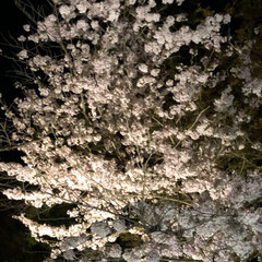 夜桜 彦根城の夜桜を見に行きました
すごく綺麗…(3枚目)