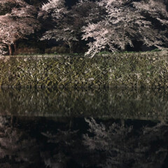 夜桜 彦根城の夜桜を見に行きました
すごく綺麗…(10枚目)