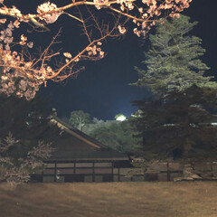 夜桜 彦根城の夜桜を見に行きました
すごく綺麗…(8枚目)