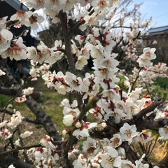 春のフォト投稿キャンペーン/はじめてフォト投稿 家の庭に毎年咲いている花です(2枚目)