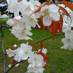 ふたばの豆大福餅/LIMIAおでかけ部/フォロー大歓迎/おでかけ/風景/グルメ/... お花見しました桜の花もまだらでしたが🌸も…(5枚目)