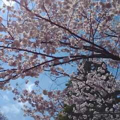 ふたばの豆大福餅/LIMIAおでかけ部/フォロー大歓迎/おでかけ/風景/グルメ/... お花見しました桜の花もまだらでしたが🌸も…(2枚目)