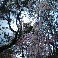 ふたばの豆大福餅/LIMIAおでかけ部/フォロー大歓迎/おでかけ/風景/グルメ/... お花見しました桜の花もまだらでしたが🌸も…(4枚目)