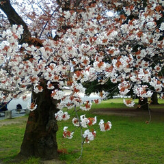 ふたばの豆大福餅/LIMIAおでかけ部/フォロー大歓迎/おでかけ/風景/グルメ/... お花見しました桜の花もまだらでしたが🌸も…(6枚目)