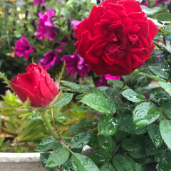ガーデニング/薔薇 綺麗に咲いてます。(1枚目)
