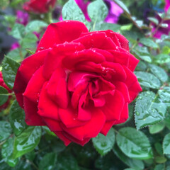 薔薇/ガーデニング/小さな庭 今日は雨が降ってます。
雨の中キラキラ💕…(1枚目)