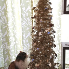猫のいる暮らし/クリスマスツリー/クリスマス 宮は今日も　のんびりしてます🐈
ニトリの…(3枚目)