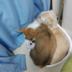 犬と暮らす 子犬一匹のサイズの寝床にどうして、そうな…(1枚目)