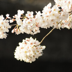 フォロー大歓迎/にゃんこ/ねこにすと/ねこのきもち/散歩/桜/... 今日もお花見しながら散歩だニャー😻🐾🐾😸…(5枚目)