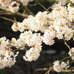 フォロー大歓迎/にゃんこ/ねこにすと/ねこのきもち/散歩/桜/... 今日もお花見しながら散歩だニャー😻🐾🐾😸…(4枚目)