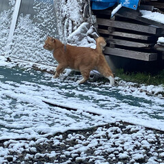 ねこのきもち/猫のいる暮らし/フォロー大歓迎/散歩 白いニャー🙀雪降ってるニャー☃️
足が冷…(5枚目)
