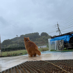 ねこのきもち/猫のいる暮らし/フォロー大歓迎/散歩 雨降ってるニャー😿☂️
濡れちゃうニャー…(3枚目)