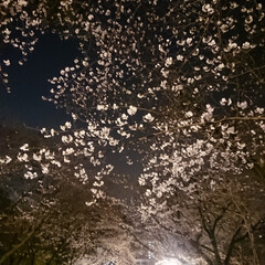 春の花/はる/サクラ/春の一枚/熊本城 同じ場所で見た桜🌸昼と夜では違う雰囲気🎶😊(2枚目)