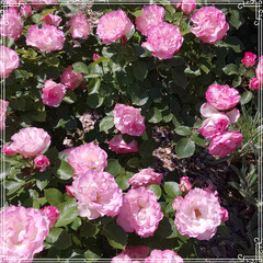 おでかけ 
いつもの薔薇園🌹

✨女王様✨達の

…(6枚目)