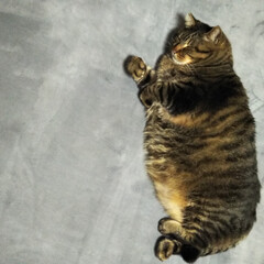 キジトラ大吉/デブ猫/かわいい猫/お昼寝 ホットカーペットの上で丸い子。(1枚目)