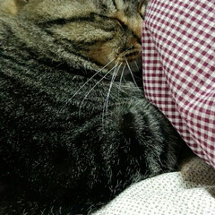 おねんねタイム/猫/にゃんこ同好会 枕に手を貸してあげる😉✋➰✨
気持ち良さ…(1枚目)
