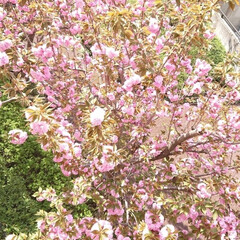 八重桜/桜/春のフォト投稿キャンペーン/春/住まい/おうち自慢 家の裏の老人ホームに八重桜が植えられてま…(1枚目)