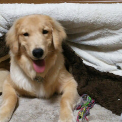ゴールデンレトリーバー/冬/ペット/犬 モカ♂3月3日で3歳です。
真冬の北海道…(2枚目)