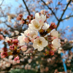春/桜/さくら 春ですな。

(´︶`♡)(1枚目)