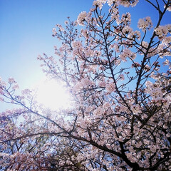 近所の桜/息子弁当お休み中/お花見したい/桜/さくら (1枚目)