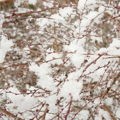 「雪柳…今日は本物の雪で咲いていました。赤…」(1枚目)