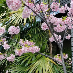 花見/フォロー大歓迎/おでかけ 桜の季節になりましたね。今日出かけた先で…(1枚目)