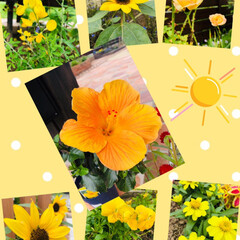 庭の花/フォロー大歓迎/至福のひととき おはようございます(*ˊᗜˋ)ﾉ&quot;
今日…(1枚目)