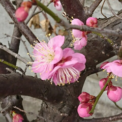 遊歩道の花/梅の花 梅の花🌼.:*:・

小さな木にたくさん…(3枚目)