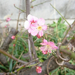 「梅の花💕

裏の遊歩道の梅の花も咲き始め…」(1枚目)