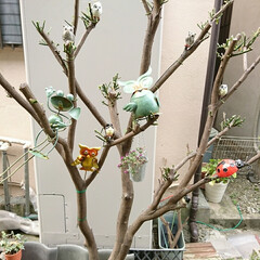 金柑の木/フクロウ/ガーデニングピック/ダイソー/雑貨 裏に植えてある金柑の木ですが
虫がすごく…(1枚目)