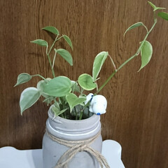 ペペロミア/リビング/観葉植物 伸びたペペロミアをカットして
水挿しで根…(1枚目)