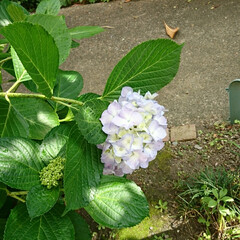 ガーデニング/雨上がり/紫陽花/薄紫色 紫陽花💜.:*:・

紫陽花が咲きました…(3枚目)