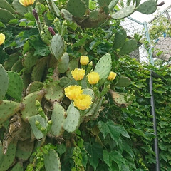 近所で/黄色い花/巨大サボテン 近所のお宅の巨大サボテン🌵に
花💛が咲い…(3枚目)