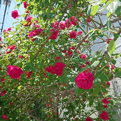 近所で/バラ 近所のお宅に咲いているバラが
とてもきれ…(2枚目)