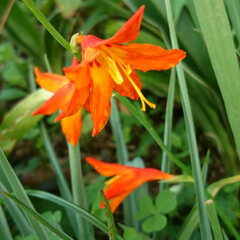 遊歩道の花/オレンジ色の花 ひっそりと１本だけ
咲いていました💕

…(1枚目)