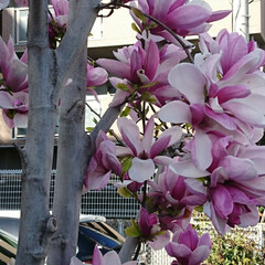 フラワーロードの花/木蓮 木蓮💞.:*:・

とても大きな花びらの…(3枚目)