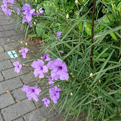 買い物帰り/近所で/紫色の花 💜💜💜🌸?.:*:・


沢山の紫色の花…(3枚目)