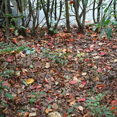 病院の敷地内/落ち葉/紅葉 昨日行った病院の敷地内の落ち葉や
紅葉が…(1枚目)