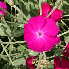近所で/ピンクの花 最近良く見るお花🌼ですが
名前はわかりま…(3枚目)